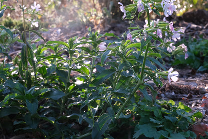 Saponaria officinalis rosea plena (soapwort) in the garden