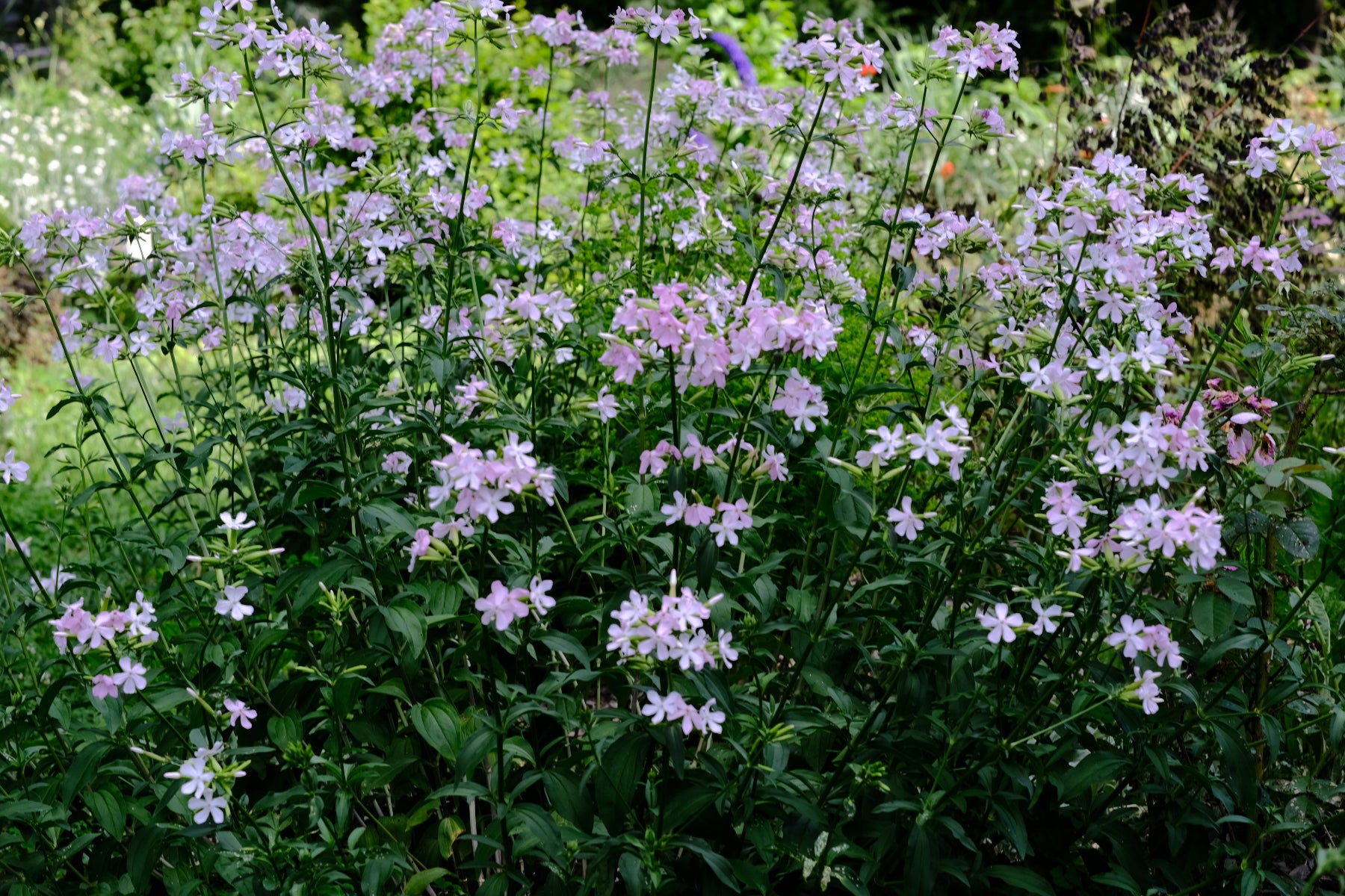 Saponaria officinalis rosea plena (bouncing bet) pale pink and white flowers with green foliage 