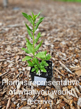 Saponaria officinalis rosea plena (bouncing bet) 4" sale size plant at The Old Dairy Nursery