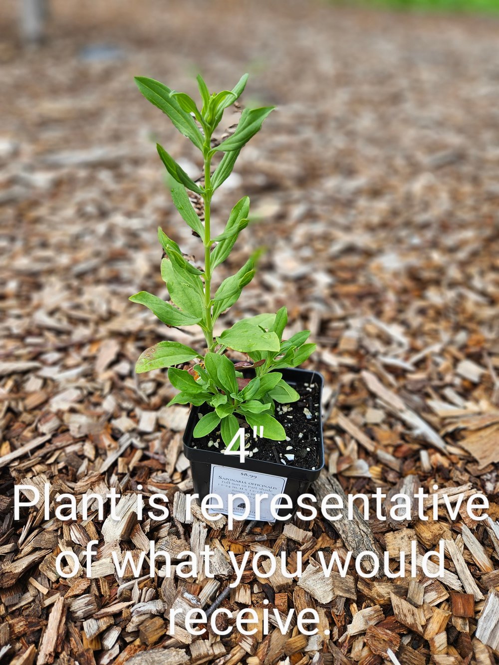 Saponaria officinalis rosea plena (bouncing bet) 4&quot; sale size plant at The Old Dairy Nursery