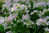 Saponaria officinalis rosea plena (bouncing bet) pale pink and white flowers