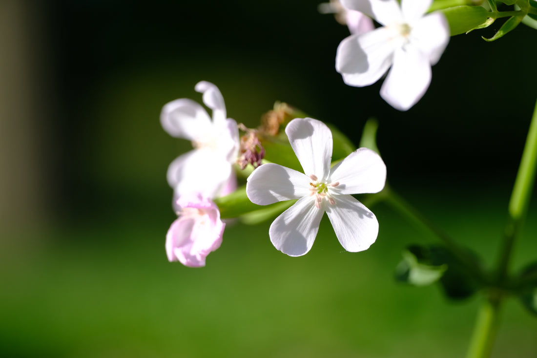 Saponaria officinalis rosea plena (bouncing bet) flowers