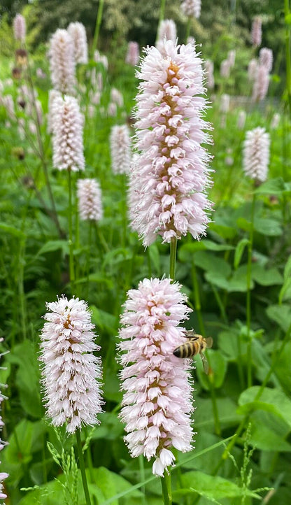 Persicaria bistorta (common bistort) close up of flowers