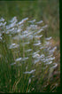 Trichophorum alpinum (alpine bulrush) in bloom