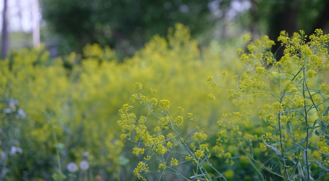 Isatis tinctoria (dyer&