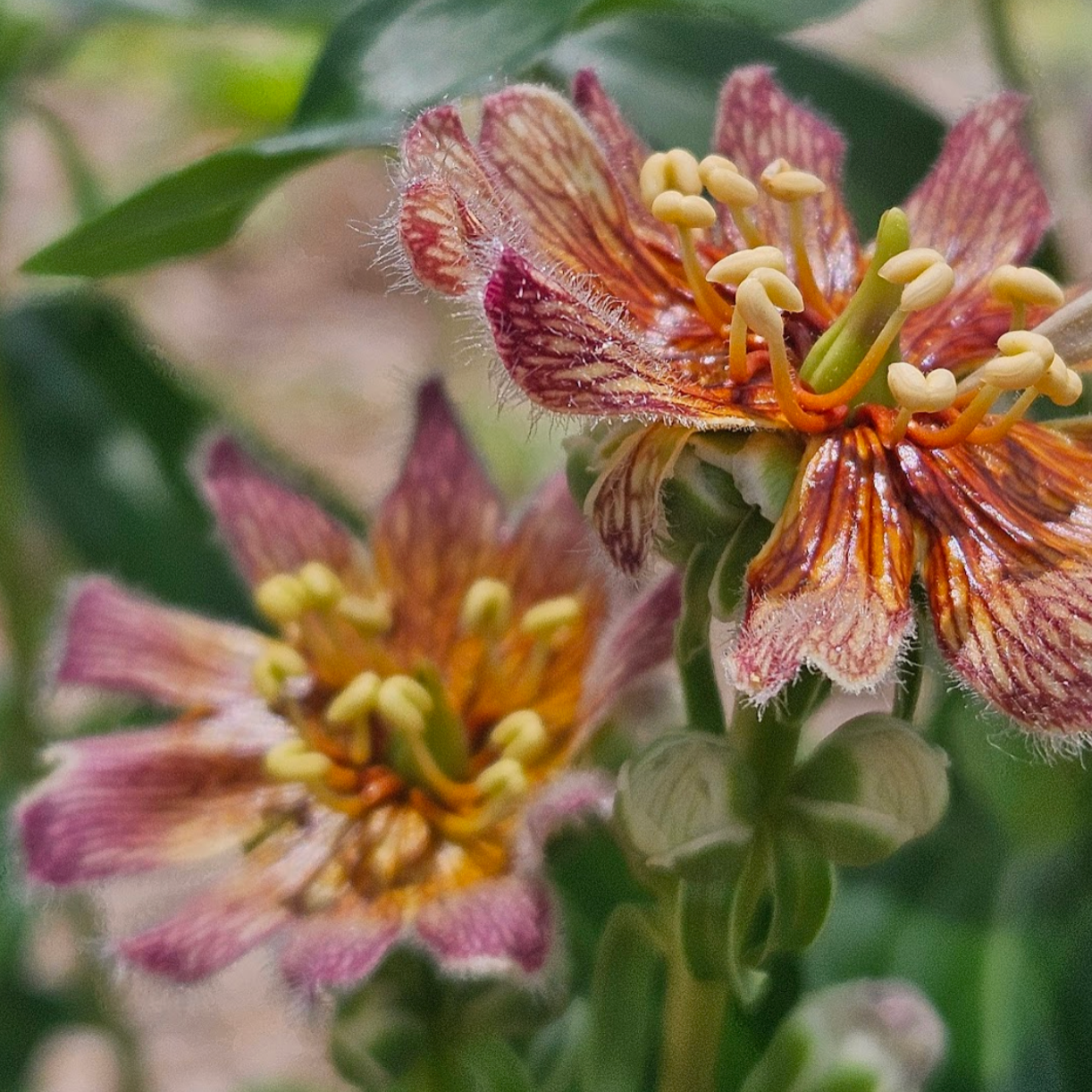 Rusty foxglove