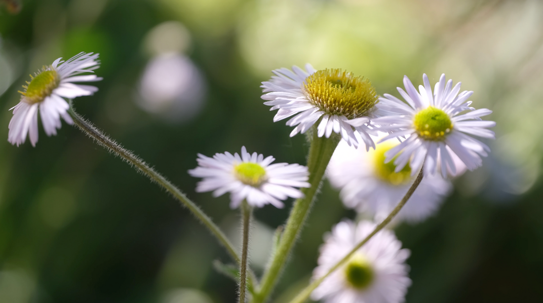 Erigeron pulchellus var. pulchellus &