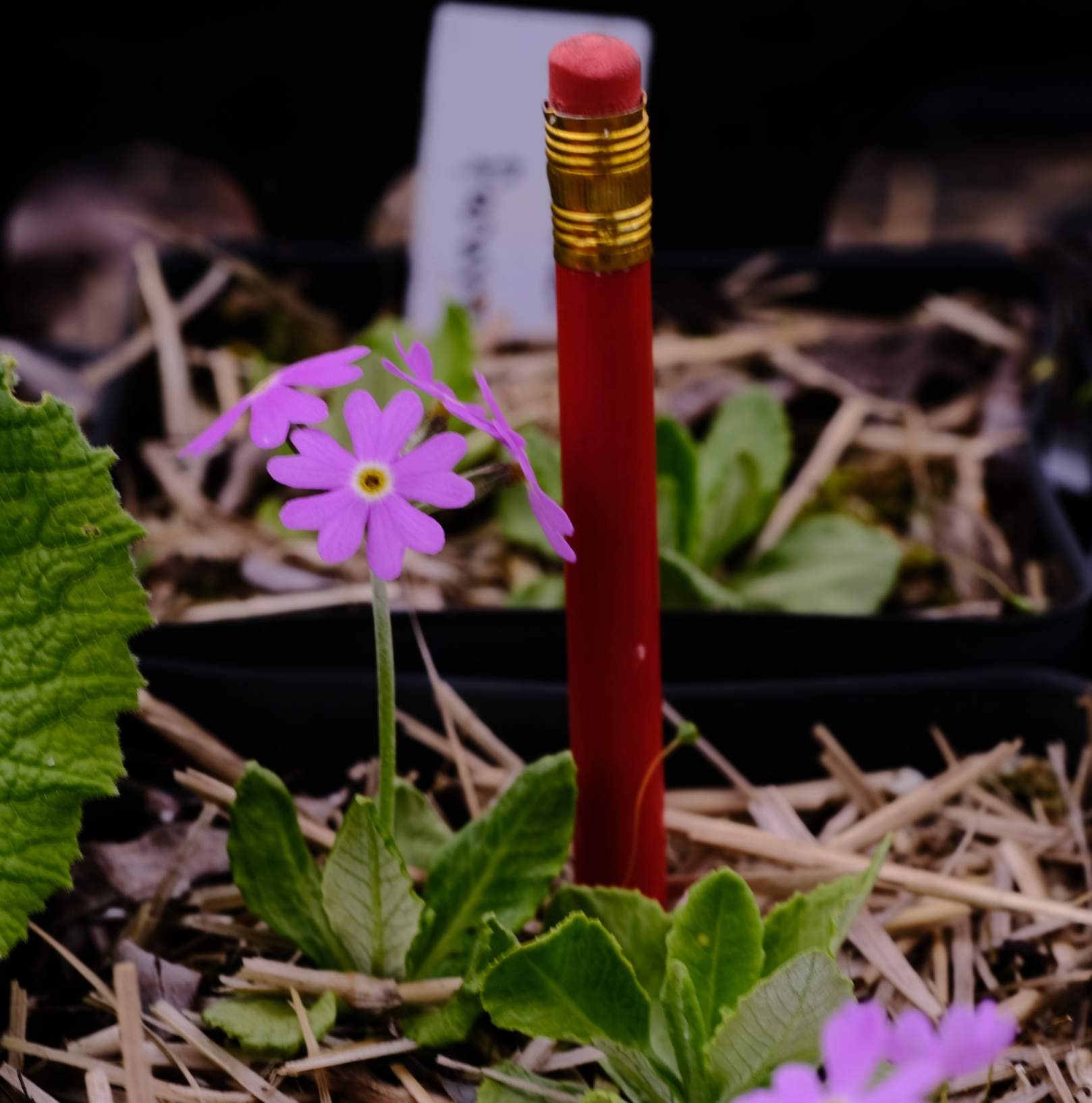 A red pencil with a gold ferrule and pink eraser standing upright in soil among green leaves and small purple flowers, with a small white plant tag in the background.