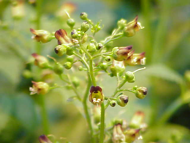 Close-up of Scrophularia nodosa (woodland figwort) flowers with green and purple colors on a blurred green background.