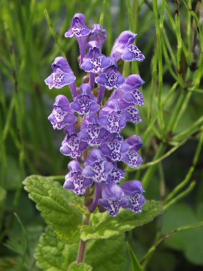 Purple and white Scutellaria incana, commonly known as hoary skullcap, flowers against a green background.