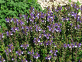 A close up of purple-blue Scutellaria baicalensis, commonly known as Chinese skullcap, flowers against a rocky background.