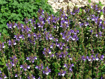 A close up of purple-blue Scutellaria baicalensis, commonly known as Chinese skullcap, flowers against a rocky background.