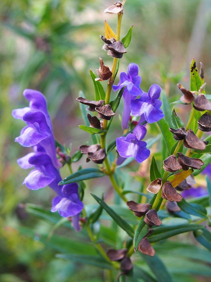A close up of purple-blue Scutellaria baicalensis, commonly known as Chinese skullcap, flowers against a green background.
