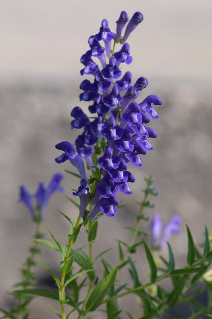 A close-up image of a Chinese skullcap plant with spikes of blue flowers.