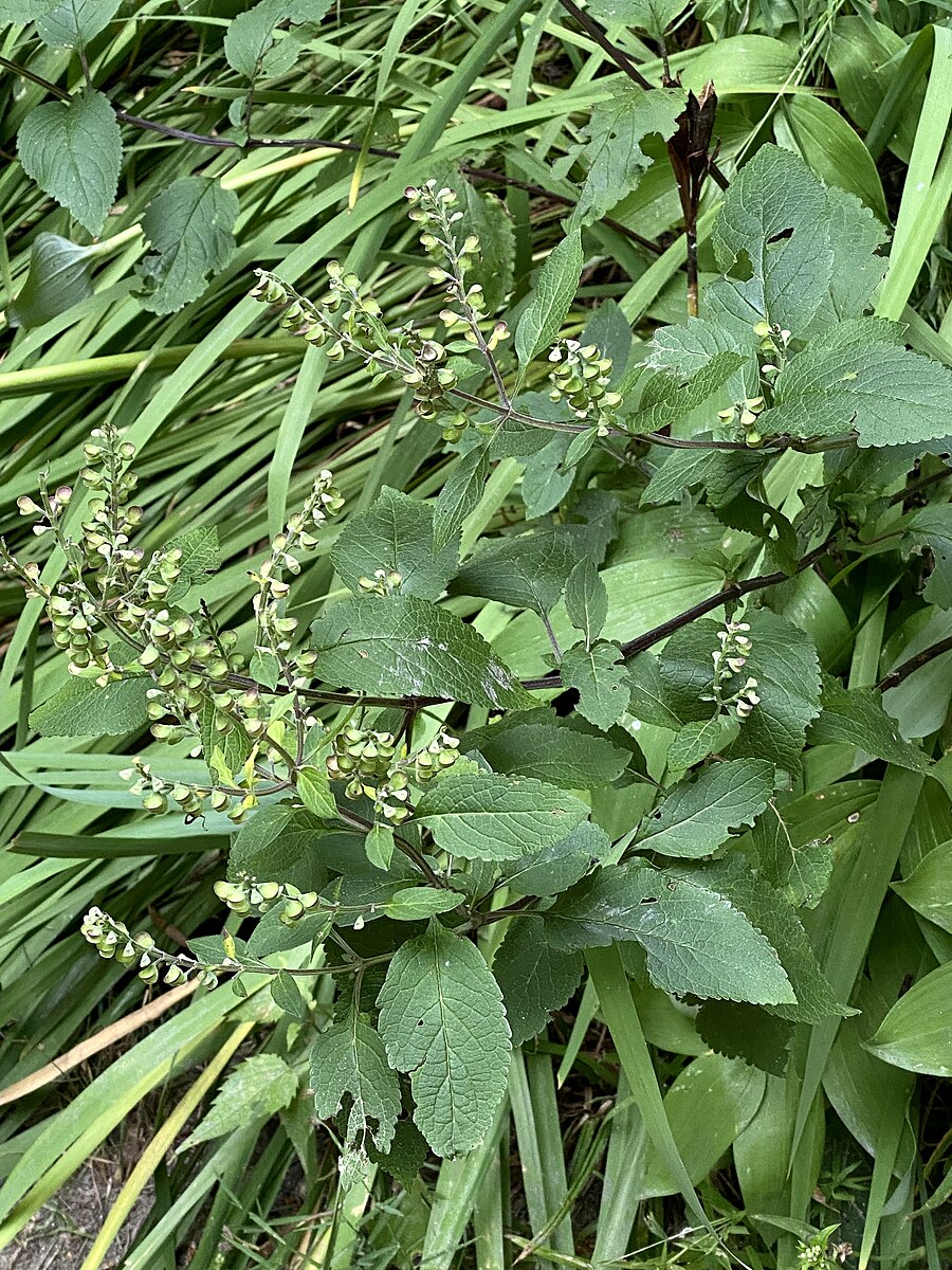 An image of Scutellaria incana, commonly known as hoary skullcap, showing foliage and seedheads against a green background.