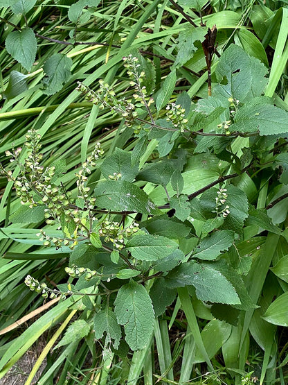 An image of Scutellaria incana, commonly known as hoary skullcap, showing foliage and seedheads against a green background.