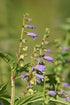 A close-up of blue skullcap (Scutellaria lateriflora) with purple flowers and green leaves.