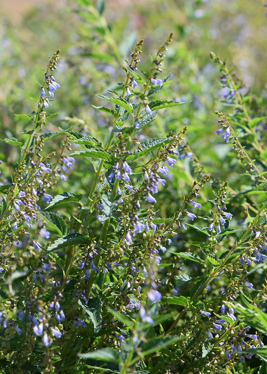 An image of blue Scutellaria lateriflora, commonly known as blue skullcap, flowers with green foliage.