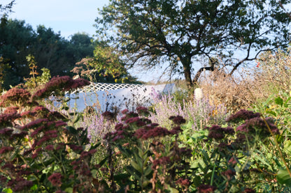 Sedum (Hylotelephium) &