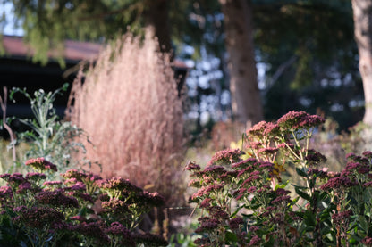 Sedum (Hylotelephium) &