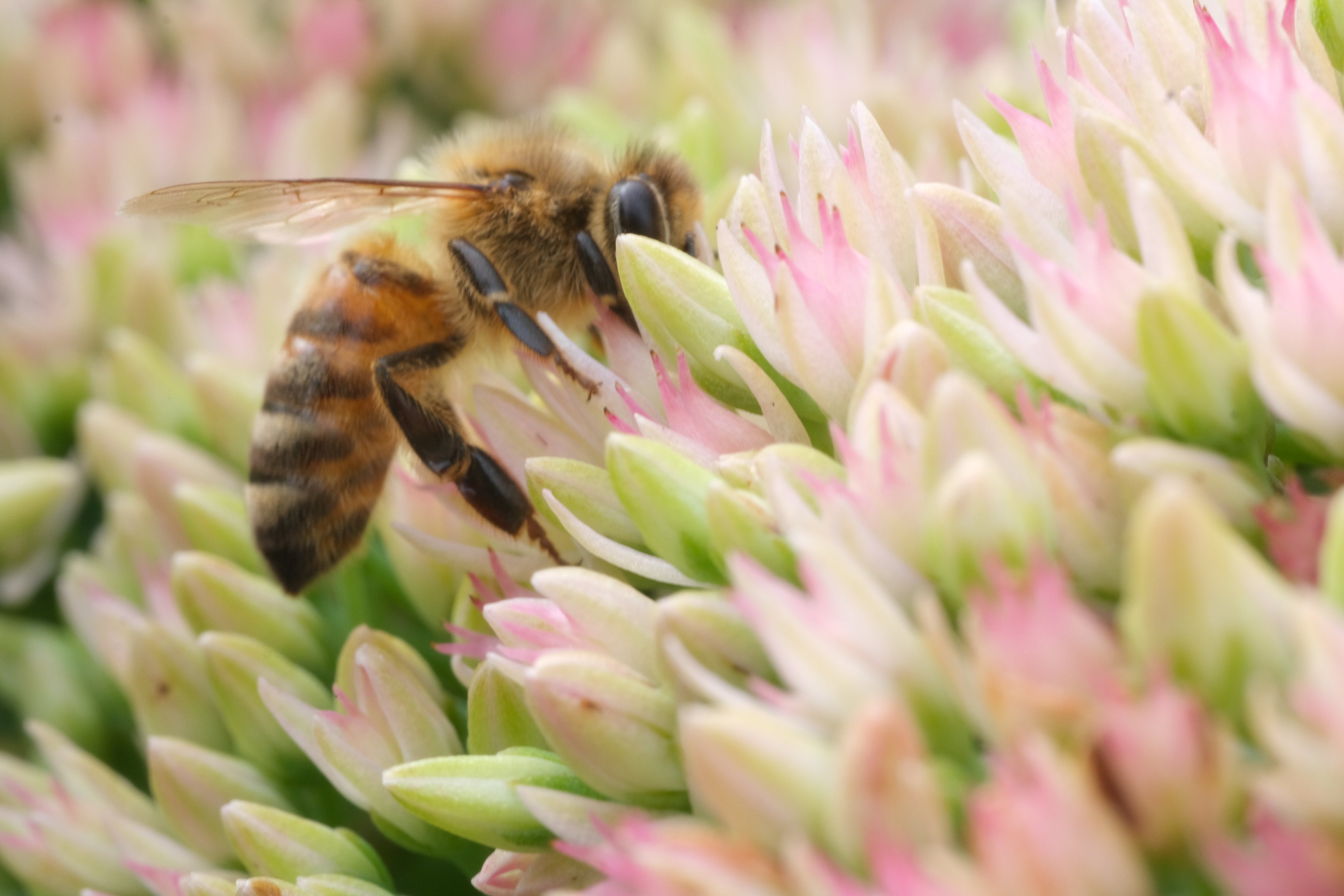 Sedum (Hylotelephium) &