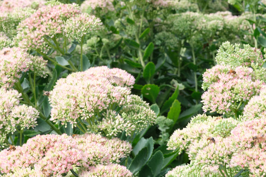 Sedum 'Autumn Joy'*