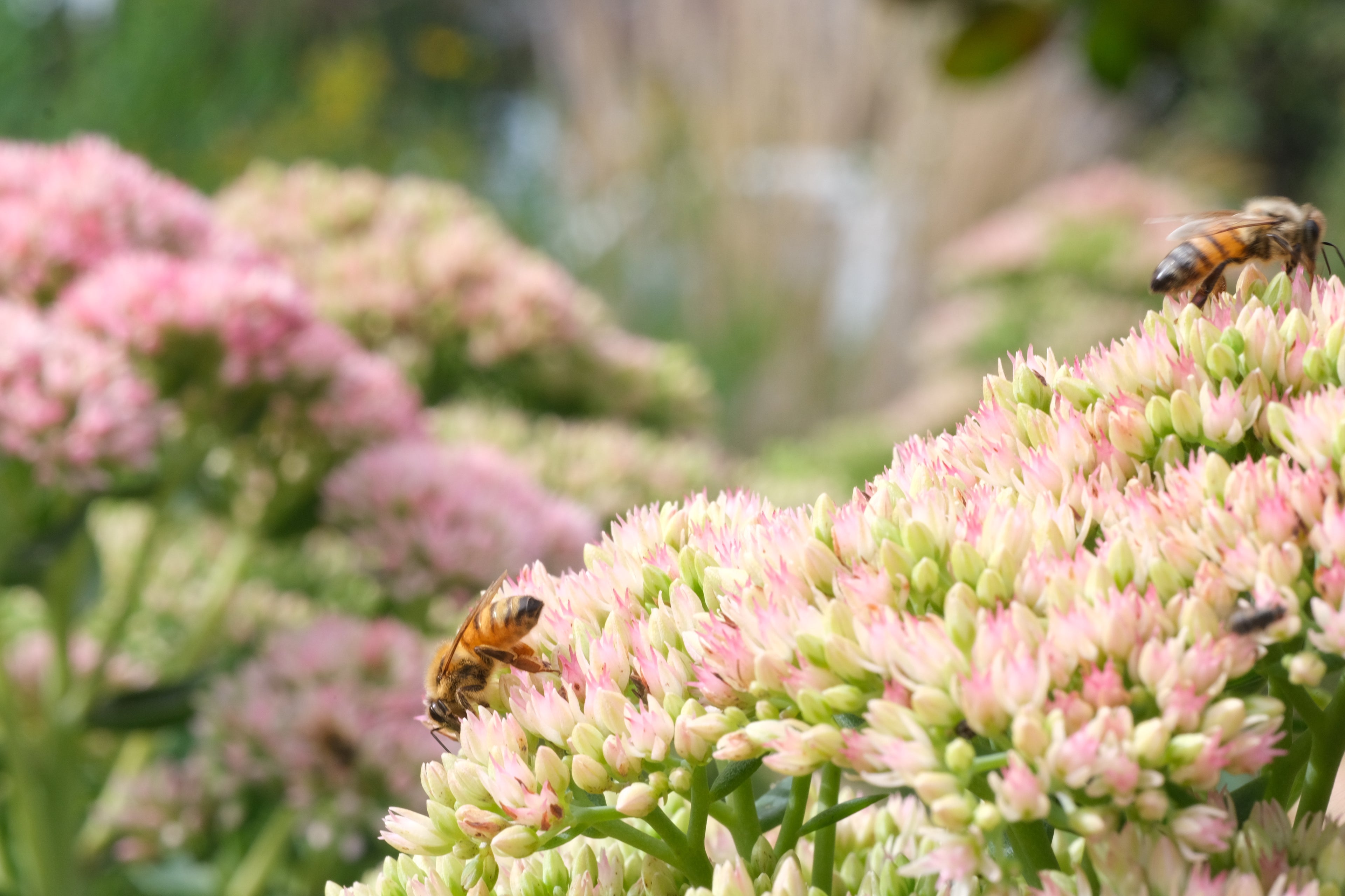 Sedum (Hylotelephium) &