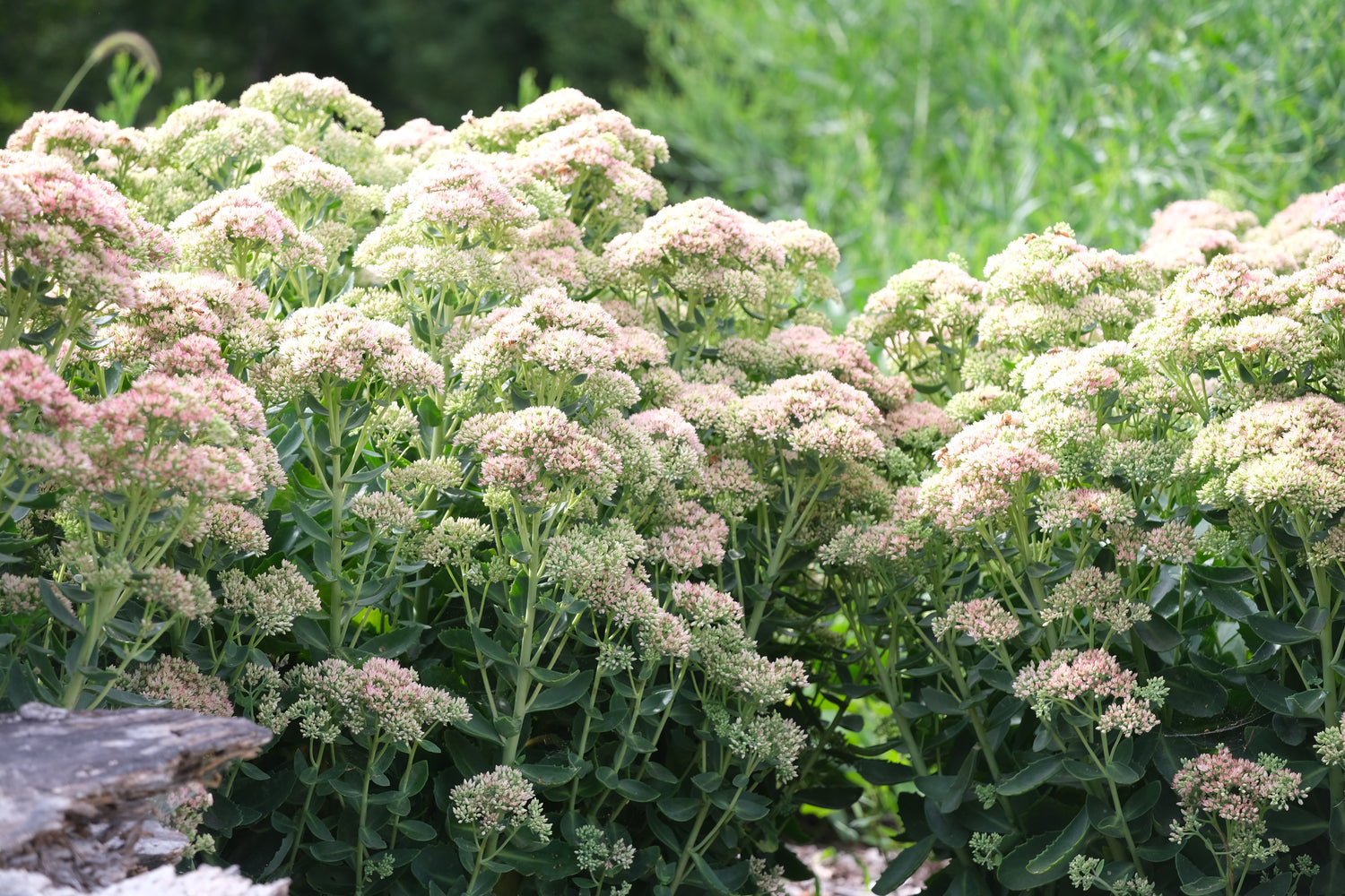 Sedum (Hylotelephium) &