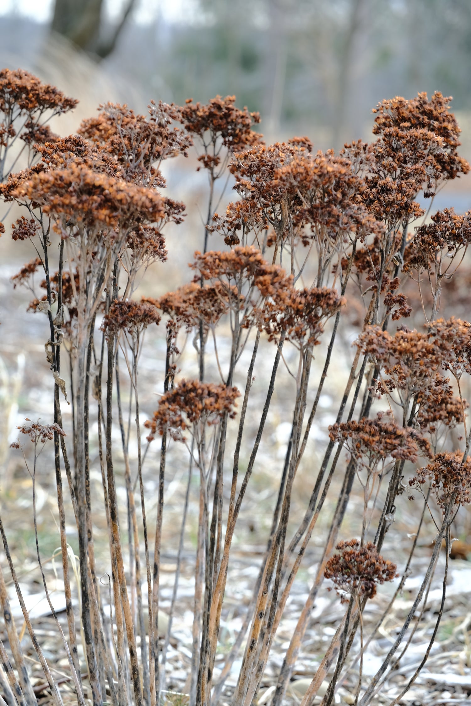 Sedum (Hylotelephium) &