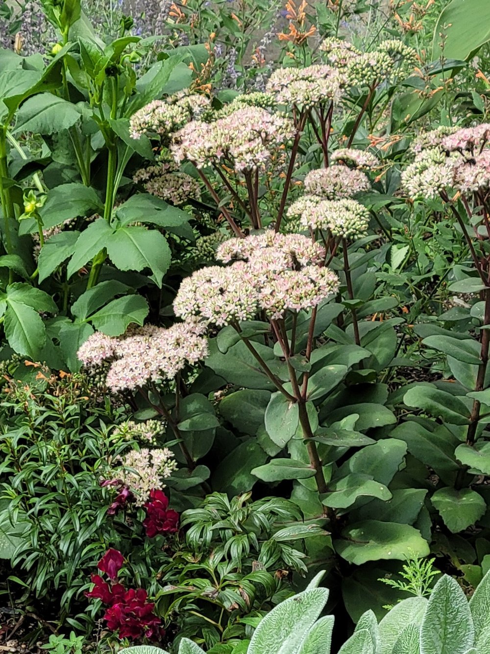 Sedum* 'Matrona'