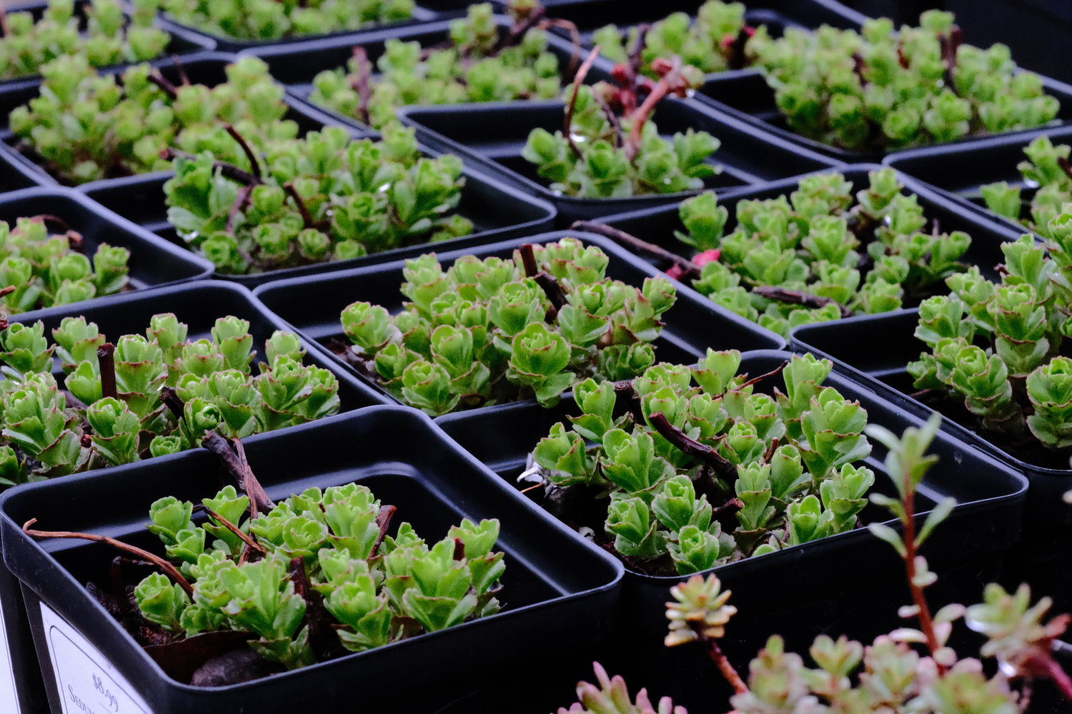 stonecrop indoor plant Sedum (Phedimus) kamtschaticum