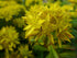 Sedum (Phedimus) kamtschaticum (orange stonecrop) flower