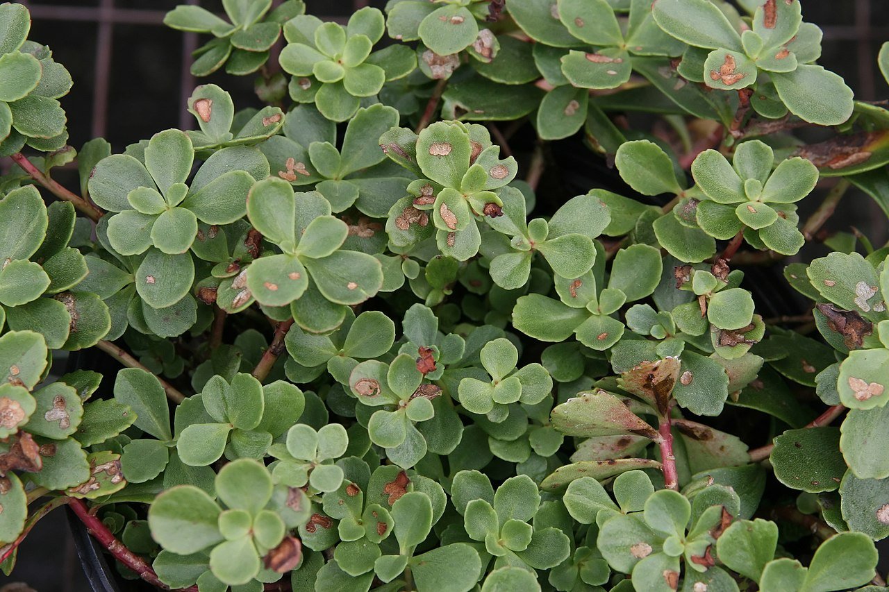 Sedum (Phedimus) kamtschaticum (orange stonecrop) foliage