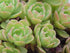 Sedum glaucophyllum (cliff stonecrop) rosette