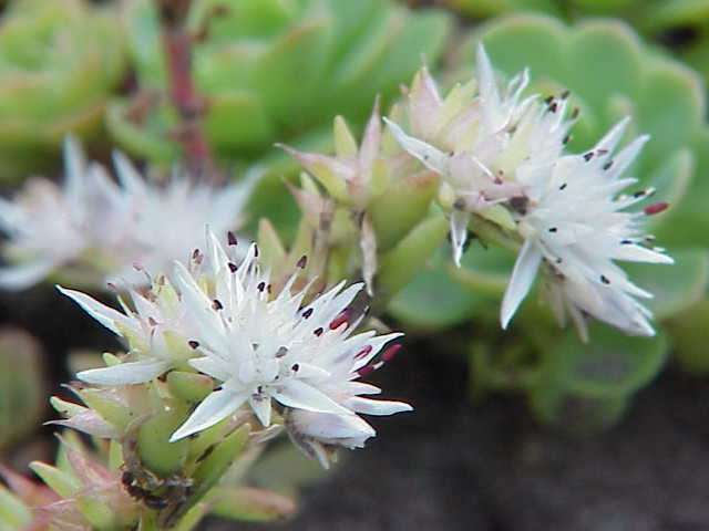 Sedum glaucophyllum (cliff stonecrop) flowers