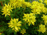 Sedum middendorfianum (Chinese mountain stonecrop)