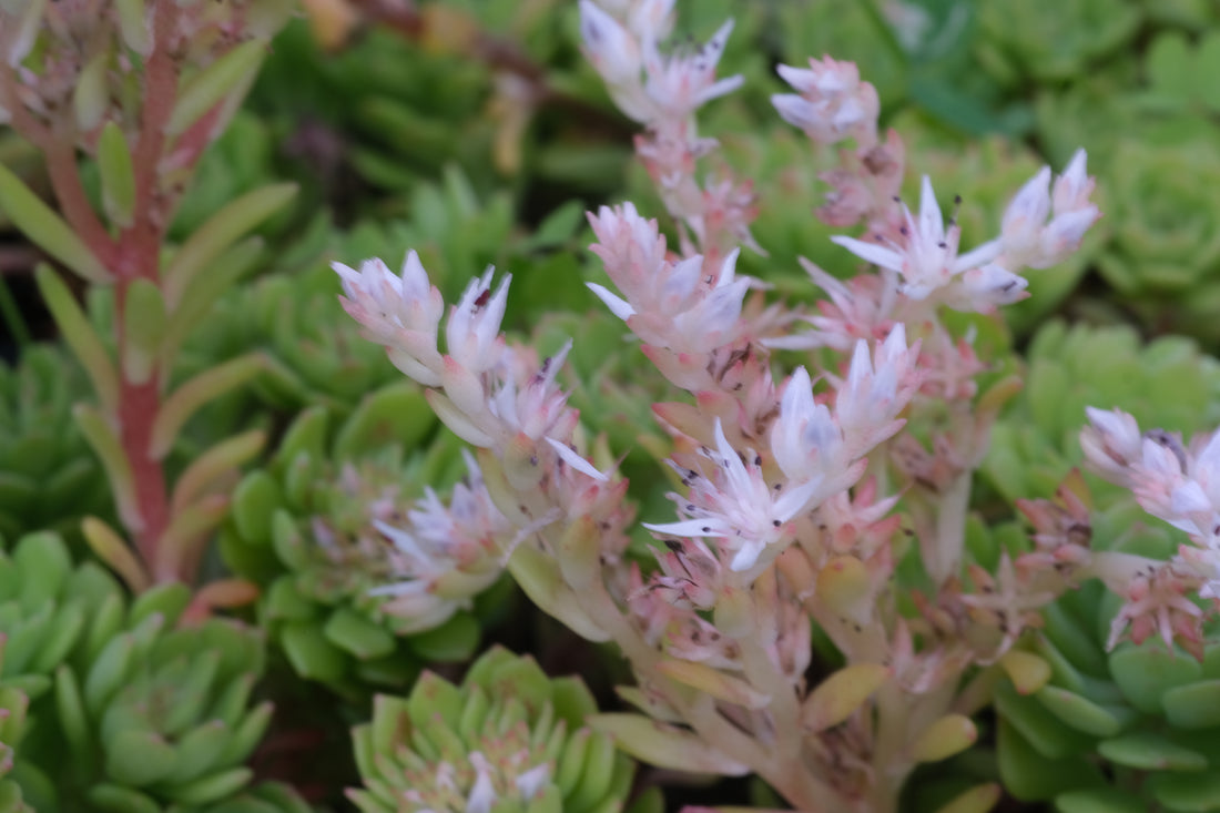 Close-up of a succulent Sedum glaucophyllum (cliff stonecrop) plant with pink flowers and green leaves.