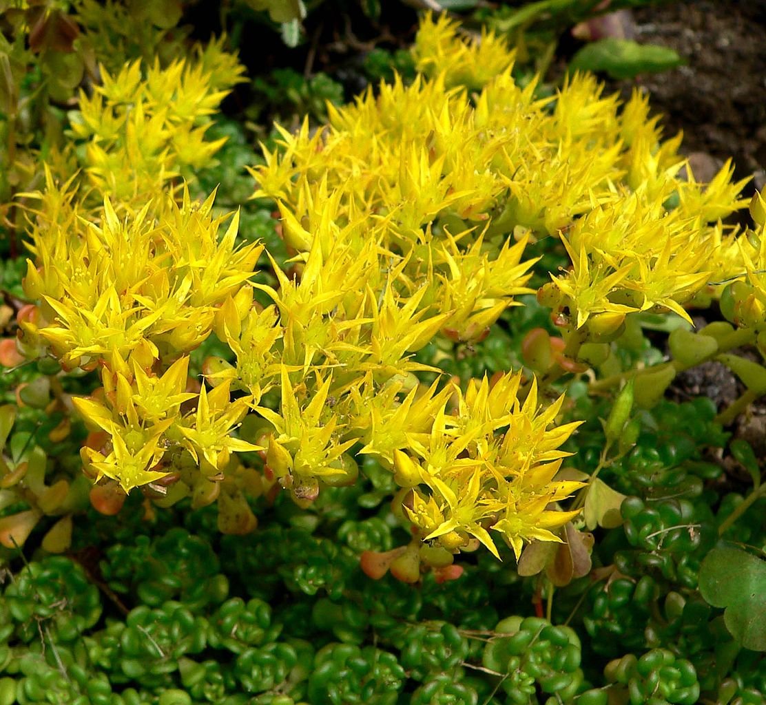 Sedum oreganum (Oregon stonecrop)