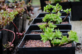 Sedum populifolium sale pots at The Old Dairy Nursery