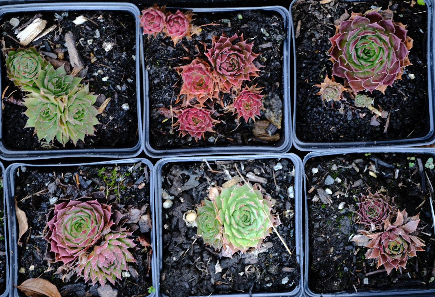 Sempervivum hybridum &