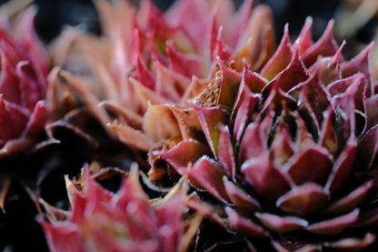 the succulent hippie Sempervivum hybridum 'Hippie Chicks'