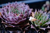 Sempervivum hybridum &