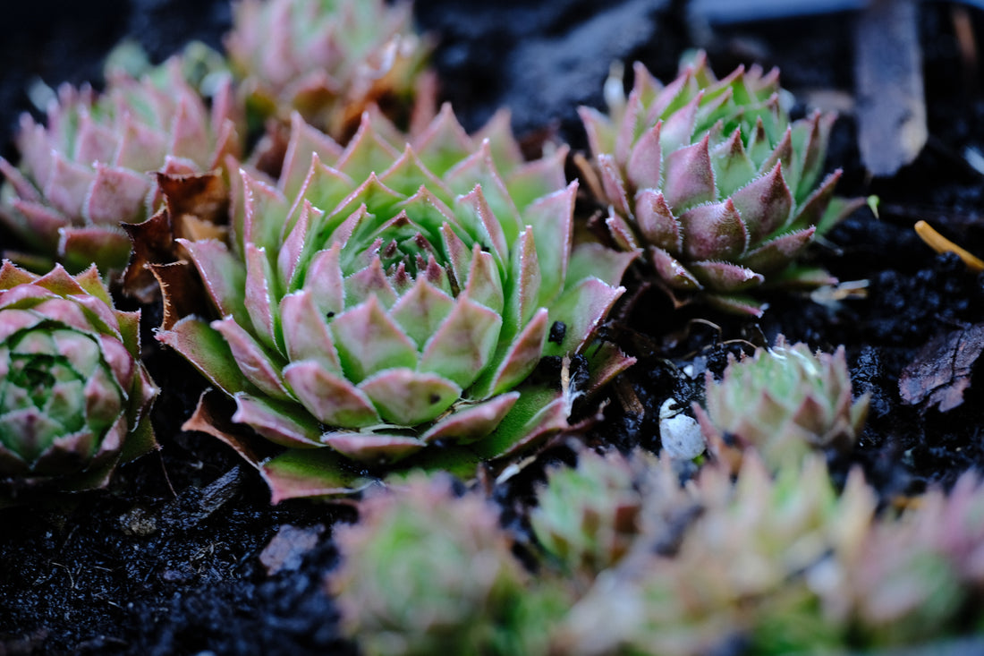 Sempervivum hybridum &