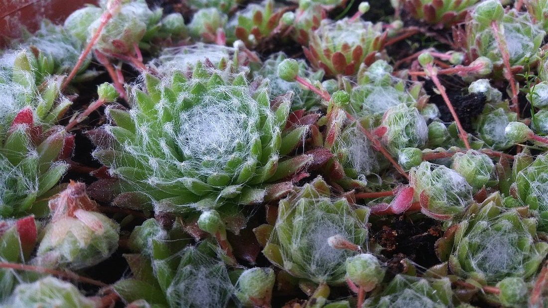 Sempervivum arachnoideum (cobweb house leek)