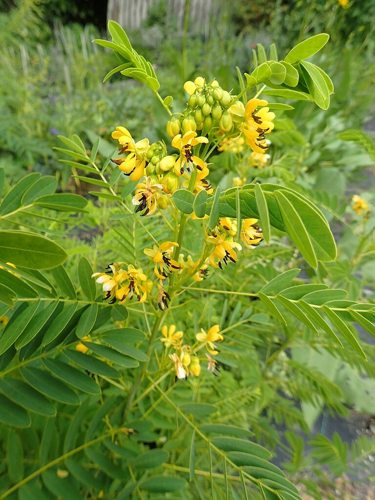 Senna hebecarpa – The Old Dairy Nursery & Gardens