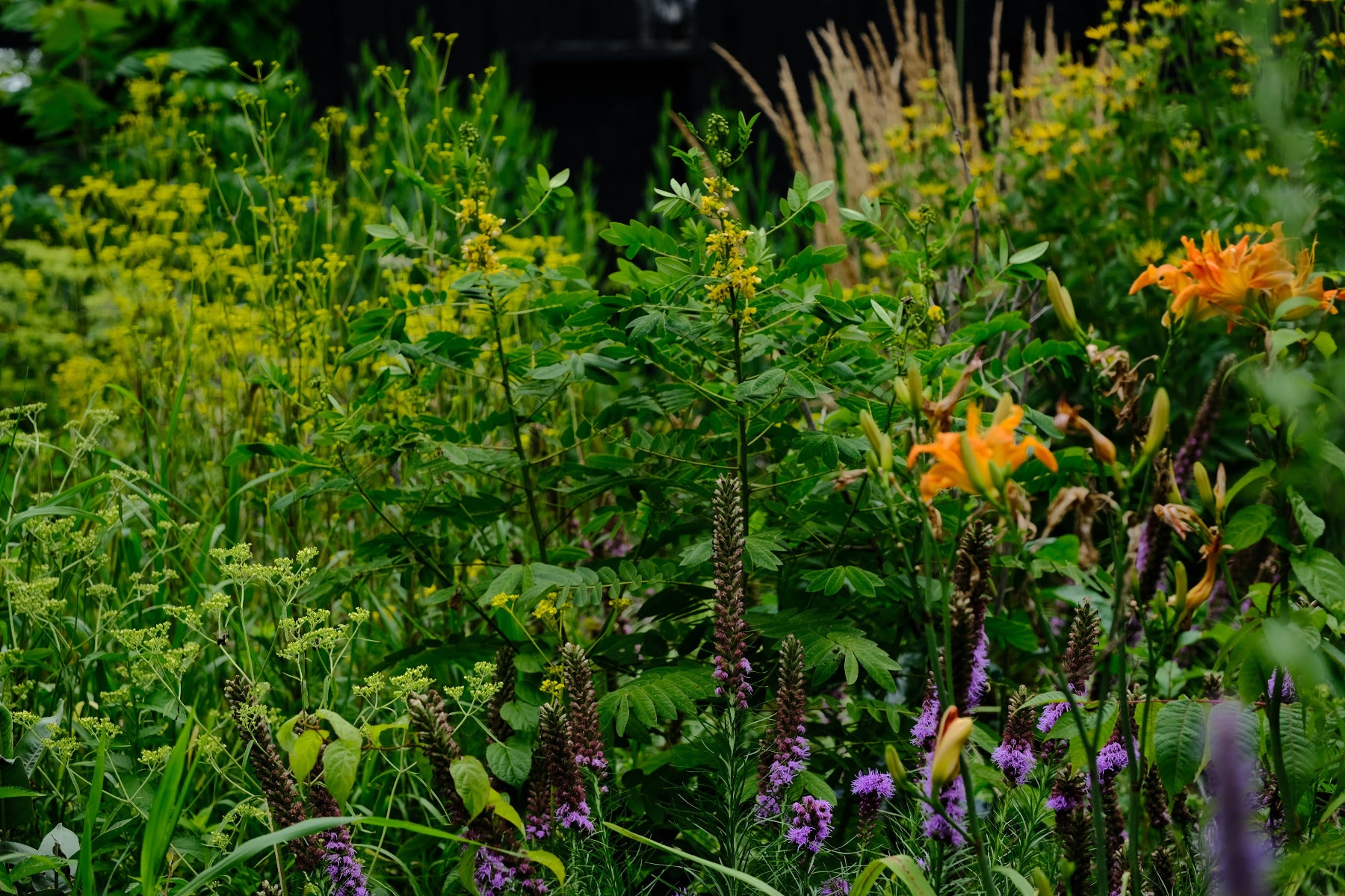 Senna marilandica in the garden with Patrinia, Liatris, and Lillys 