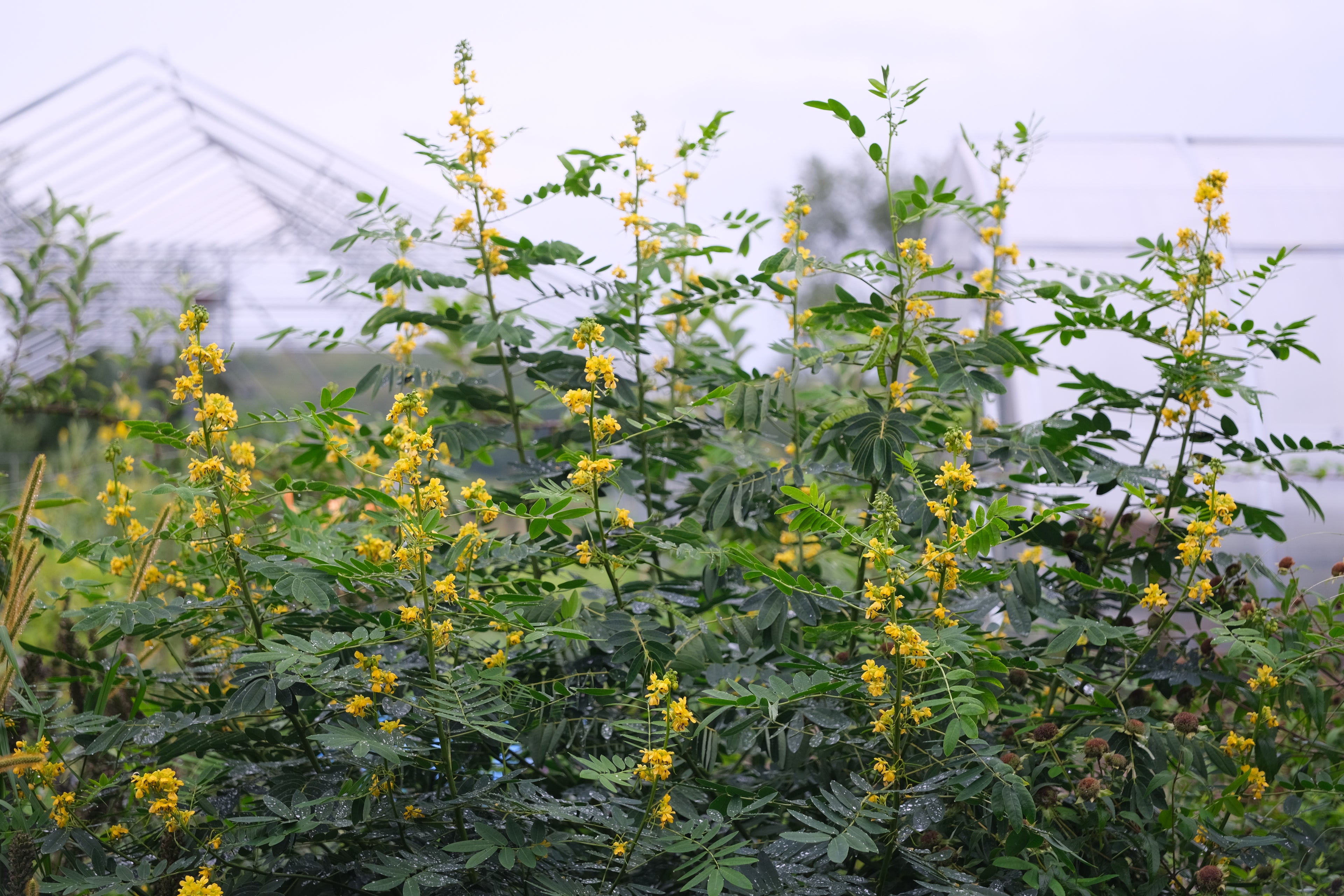 Senna hebecarpa at The Old Dairy Nursery in the pond garden