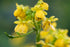 Senna marilandica (wild senna) in bloom