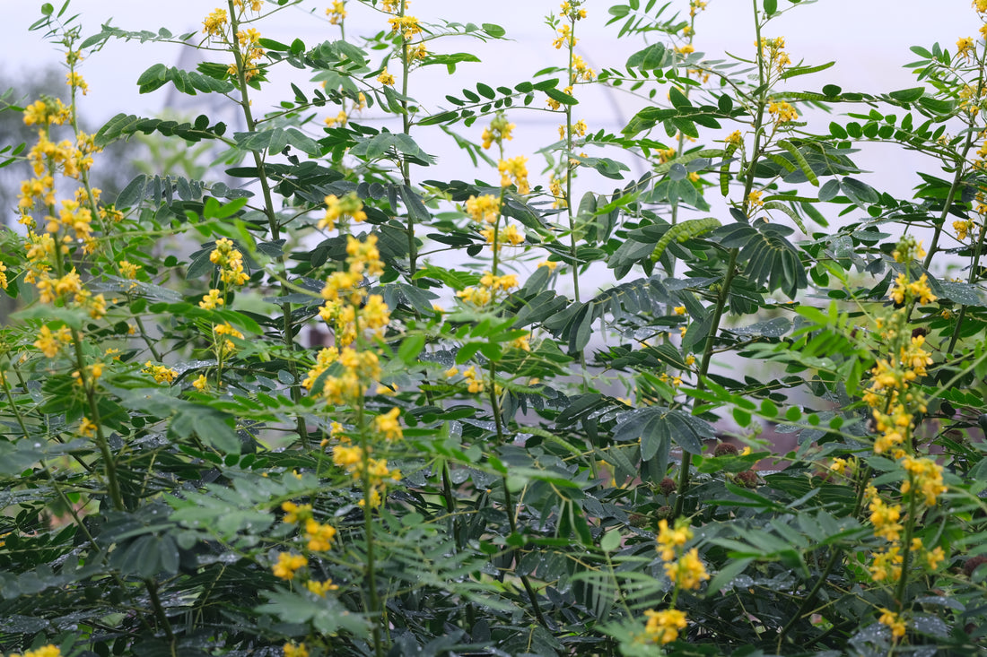 Senna marilandica (wild senna) in bloom