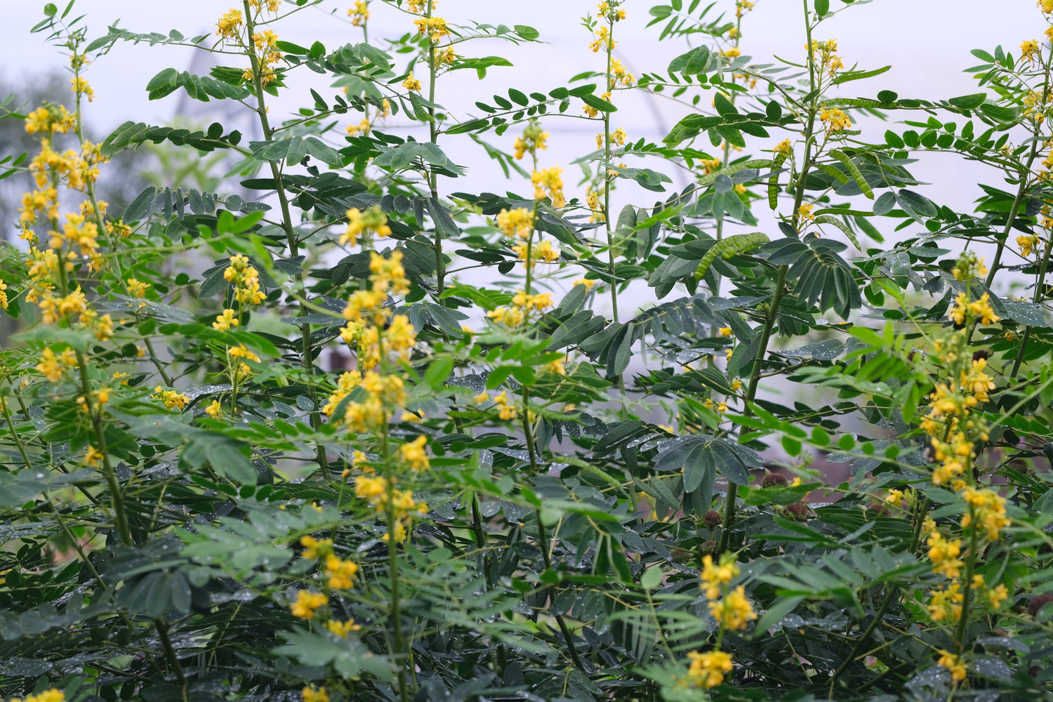 Senna marilandica (wild senna) in bloom